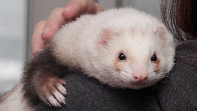 ferret-pet-insurance_large Ferret Pet Insurance is a type of pet insurance that covers the health of your ferret