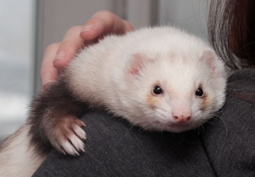 ferret-pet-insurance_medium CrossWayFIS | Blog | Insurance | California | Commercial | Auto | Home owners | Life