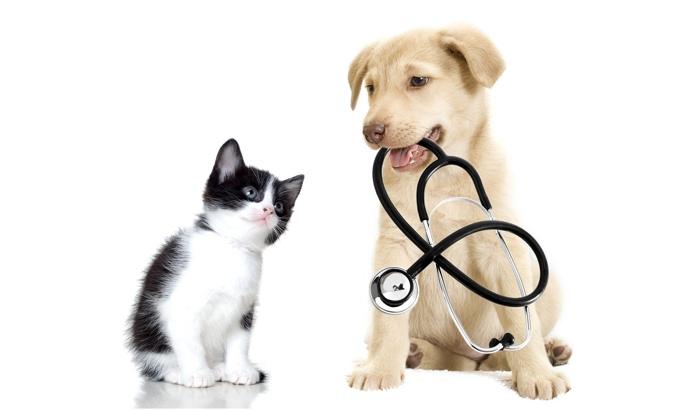 image13 image image13 Pet Insurance